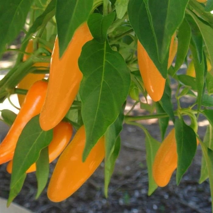 15 Organic TANGERINE DREAM Sweet Orange Pepper Lunchbox Etsy