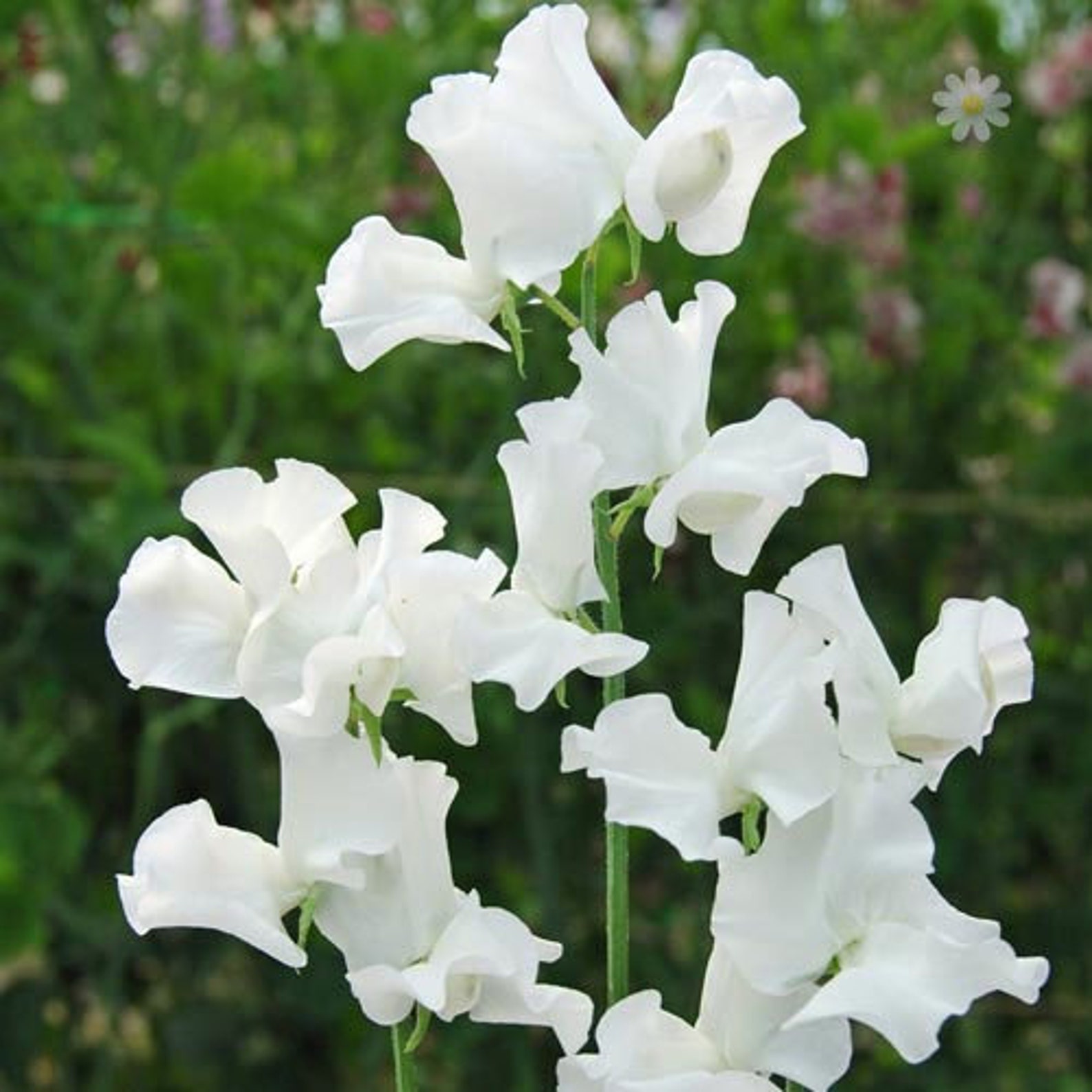 White sweet pea plants