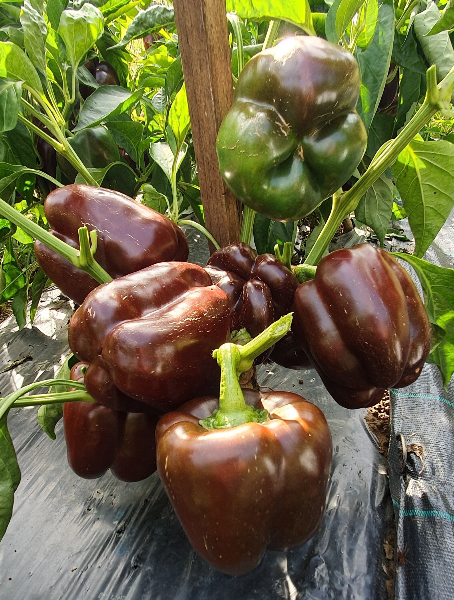 50 Organic INGRID Sweet Black Bell Pepper Seeds Paprika Seeds Etsy UK