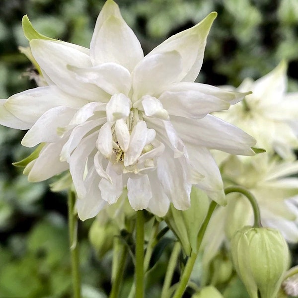 50 WHITE BARLOW Aquilegia Columbine Seeds Akelei Samen Graines Semillas Zaden Zaad Somen Semi Sementi Semillas Nasiona Sementes Siemenet