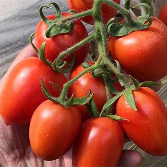 Super Italienne Paste 20 graines/seeds/semillas tomate/tomato Super Italienne Paste 20 graines/seeds/semillas tomate/tomato