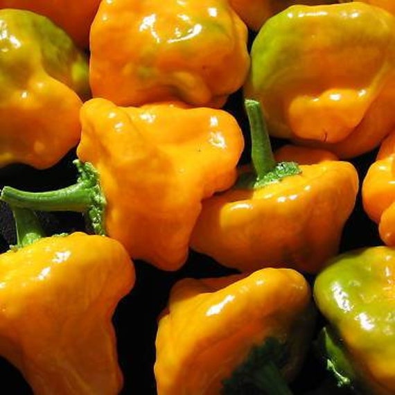 25 Organic MUSHROOM YELLOW Chilli Peppers Seeds Jamaican Heirloom