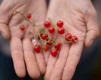 50 RED CURRANT World's Smallest Tomato Organic Red Currant Seeds Johannisbeertomate Samen Graines Semi Semillas Zaden Sementes Siemenet Frö
