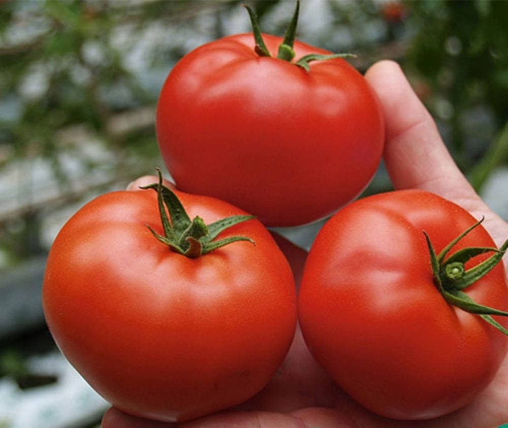 50 Bio SAINT PIERRE Süße Tomaten Samen Tomate Samen Somen Zaad | Etsy