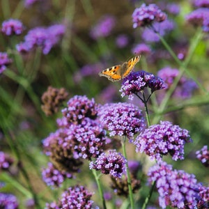 1000 Verbena Bonariensis Vervain Lilac Seeds Samen Semi Sementi Semillas Sementes Siemenet Nasiona Frø Zaad Zaden Graines Somen Perennial image 3