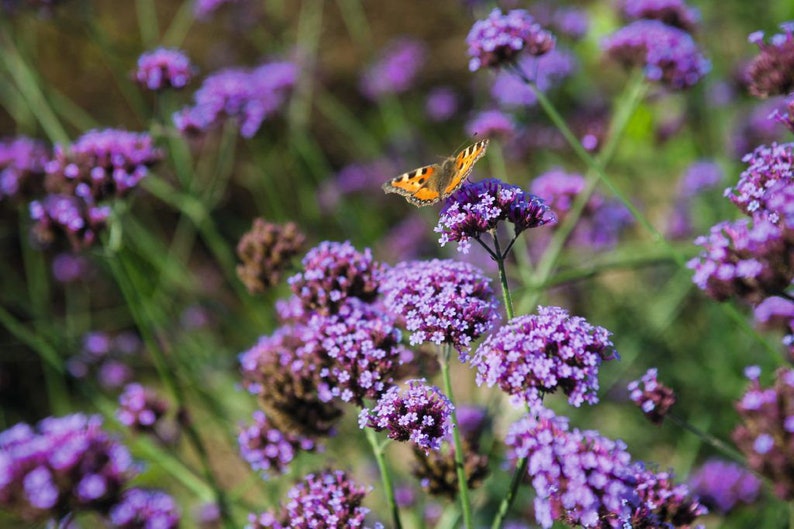 1000 Verbena Bonariensis Vervain Lilac Seeds Samen Semi Sementi Semillas Sementes Siemenet Nasiona Frø Zaad Zaden Graines Somen Perennial image 3