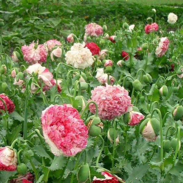 500 GRAINES DE PAVOT DE Pivoine ANTIQUE FLAMANDES Mohn Samen Semi Sementi Sementes Siemenet Frø Somen Semillas Nasiona Graines Zaad Zaden Graines