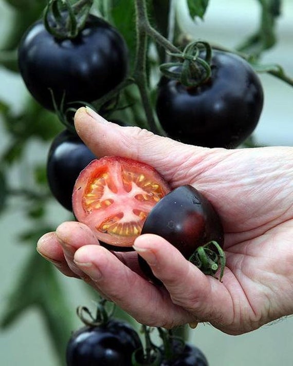 Buy 50 Organic American Blue Tomato Seeds Black Tomato Tomate Samen  Schwarze Tomate Samen Somen Zaad Zaden Sementes Siemenet Sementi Semi  Online in India 