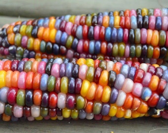 50 Bio GLAS GEM Heirloom Corn Old Variety Seeds Regenbogen Mais Samen Graines Semillas Zaden Zaad Somen Semi Sementi Semillas Nasiona