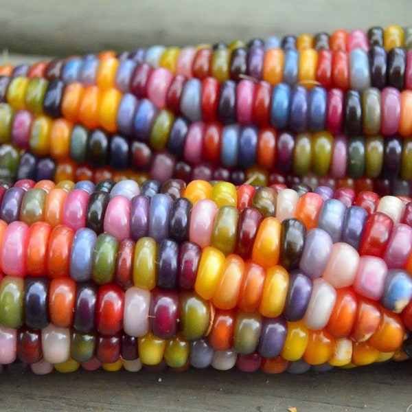 50 Organic GLASS GEM Heirloom Corn Old Variety Seeds Regenbogen Mais Samen Graines Semillas Zaden Zaad Somen Semi Sementi Semillas Nasiona