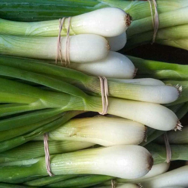 500 Organic Tokyo Long Bunching Spring Onion Seeds Mild and Sweet Zwiebel Samen Oignon Graines Nasiona Zaad Zaden Semi Sementi Sementes Frø