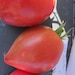 see more listings in the Tomatoes section