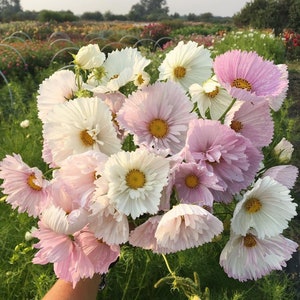 30 CUPCAKES BLUSH Cosmos Seeds Schmuckkörbchen Samen Graines Semillas Zaden Zaad Somen Semi Sementi Semillas Nasiona Frō Sementes Siemenet image 1