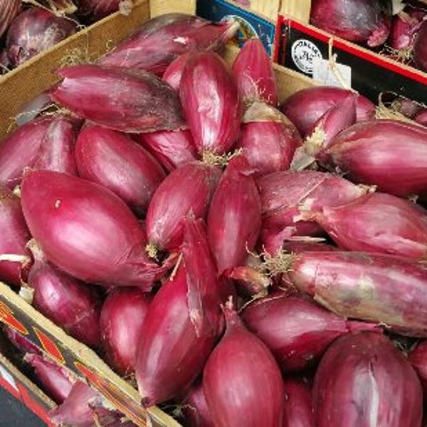 500 TROPEA LUNGA Original Italian Onion Long Tropea Seeds Zwiebel Samen Graines Zaad Zaden Sementes Siemenet Somen Frø Nasiona Semillas