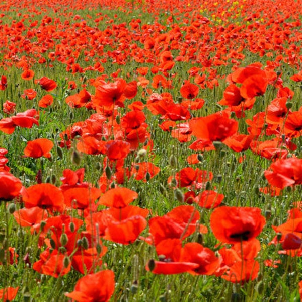 2000 Semillas AMAPOLA DE CAMPO ROJO Klatschmohn Samen Somen Zaad Zaden Semi Sementi Semillas Sementes Siemenet Coquelicot Graines Frø