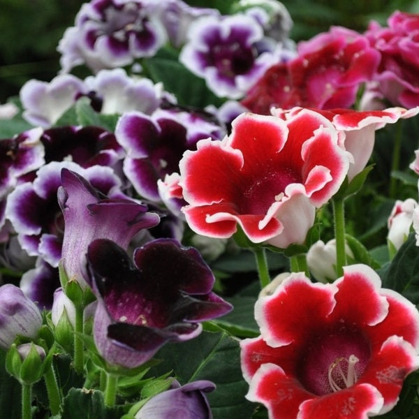 15 GLOXINIA MIX Seeds Gloxinie Samen Somen Graines Semi Sementi Semillas Zaad Sementes Siemenet Sēklas Sinningia Frö Frön