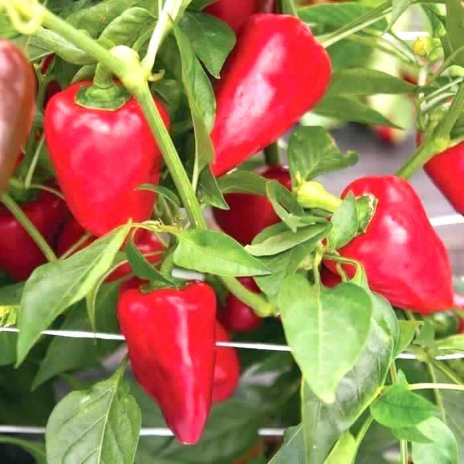 30 Organic SWEET PIMENTO Paprika Pepper Seeds Samen Somen Zaad Etsy UK