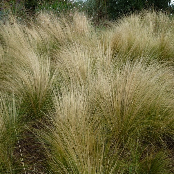 VENTE ! 500 graines GOUSSE d'herbe à plumes du Mexique Stipa Tenuissima Kavyl Graines de cheveux d'ange Herbe ornementale vivace Samen Zaad Zaden Graines