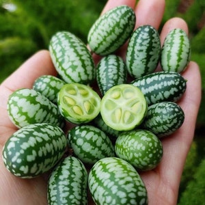 50 Organic Cucamelon Seeds Cucamelon Samen Graines Semi Semillas Sementes Siemenet Somen Zaden Mexikanische Minigurke Mousemelon