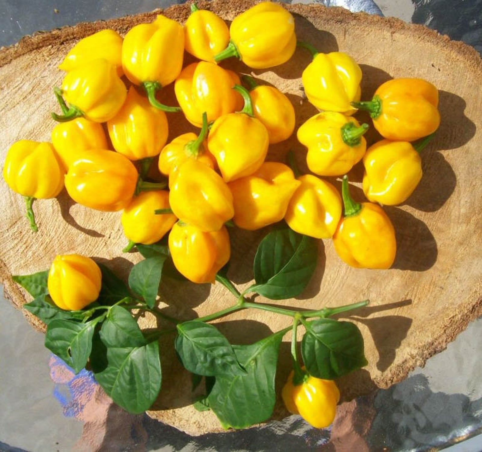 Перец Бикиньо Семена Купить