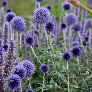 50 Samen Echinops ritro METALIC BLUE Globe Distel Samen Samen Somen Semi Sementi Sementes Siemenet Graines Nasiona Frø Zaad Zaden