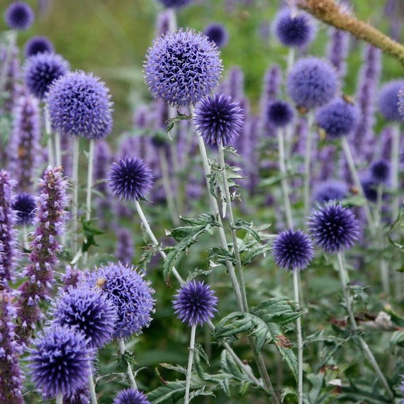 50 Seeds Echinops Ritro METALIC BLUE Globe Thistle Seeds Samen Etsy