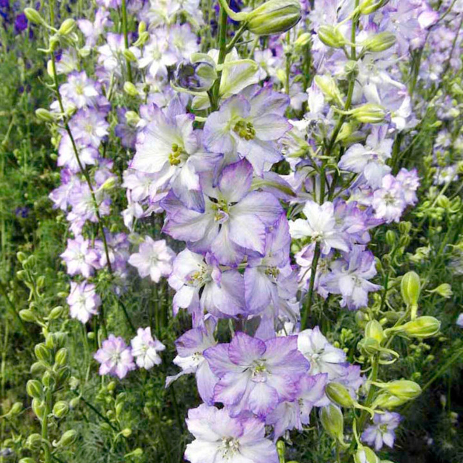 50 Larkspur Delphinium Consolida FROSTED SKIES Seeds For Etsy