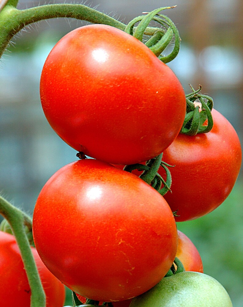 INDETERMINATE HEIRLOOM VEGETABLE TOMATO SEEDS 100 SEEDS SAINT PIERRE