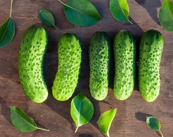 30 Heirloom 1880's Cucumber BOSTON PICKLING Seeds Gurke Samen Alte Sorte Cornichon Graines Nasiona Semi Semillas Zaden Frön