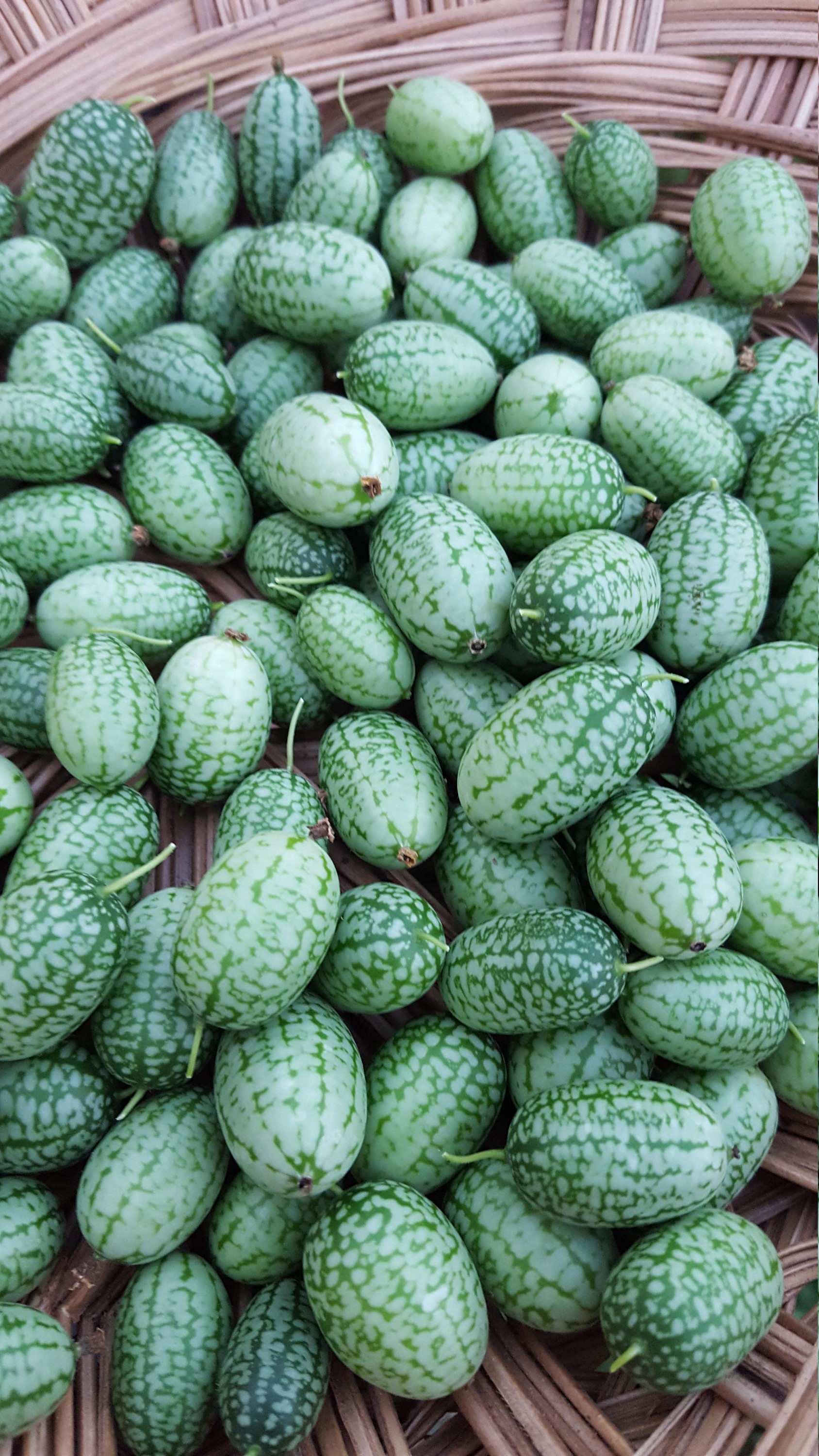 CUCAMELON  Melothria Scabra Concombre Melon 50 Graines 50 Seeds 50 Samen 