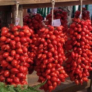 100 Seeds PIENNOLO del Vesuvio Original Italian Heirloom Tomato Drying Piennolo Samen Graines Semillas Zaden Semi Sementi Nasiona Zaas Zaden