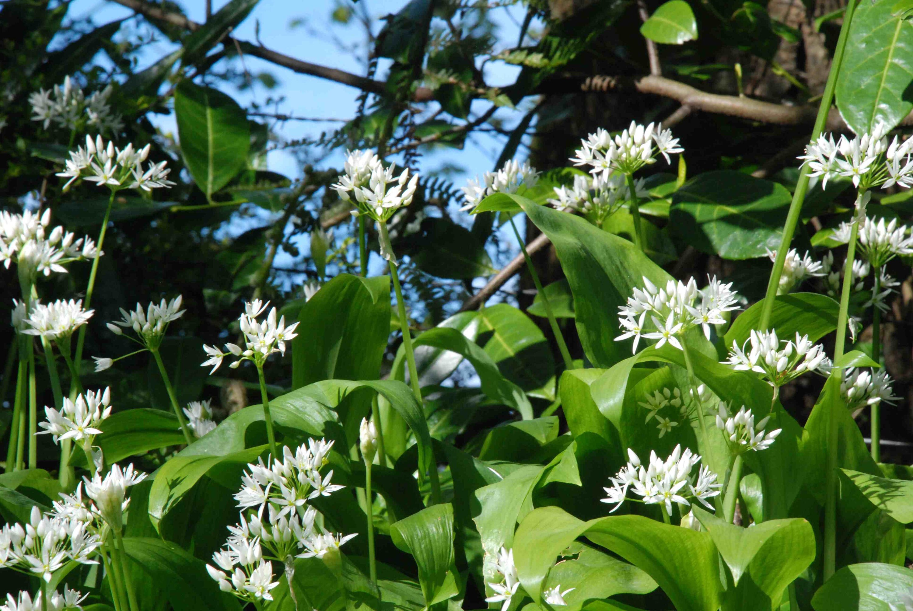 Ramp Seeds Wild Leek Seeds Allium Tricoccum ubicaciondepersonas.cdmx