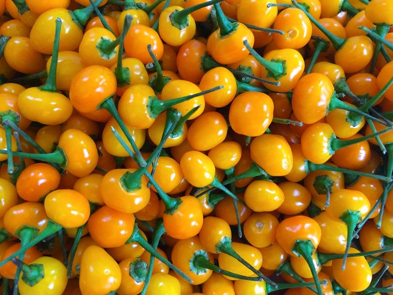 25 Organic Aji Charapita Seeds Samen Chilli Pepper THE MOST Etsy