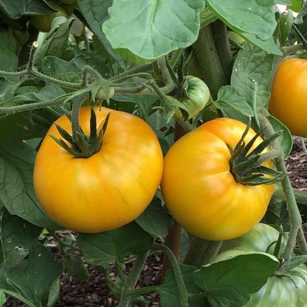 50 Organic AZOYCHKA Tomato Seeds Old Russian Heirloom Variety Etsy Polska