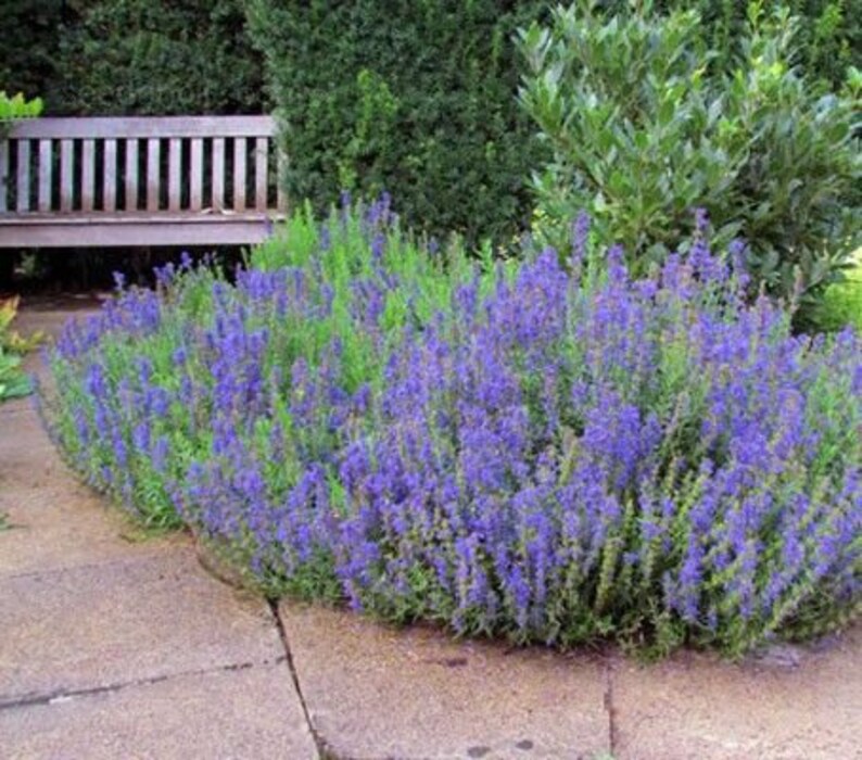 100 Organic HYSSOP Hyssopus Officinalis Seeds for Pollinators Etsy