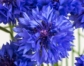 300 Organic Cornflower BLUE BOY Centaurea Cyanus Seeds Kornblume Samen Semi Semillas Graines Sementes Siemenet Zaad Zaden Nasiona Frø Somen