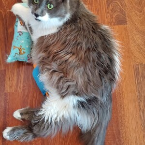 Puede incluir: Un gato gris y blanco con ojos verdes yace en un suelo de madera, sosteniendo un juguete azul para gatos. El gato tiene pelo largo y mira directamente a la c&aacute;mara. El juguete para gatos tiene un fondo azul con un estampado de tigre de dibujos animados.