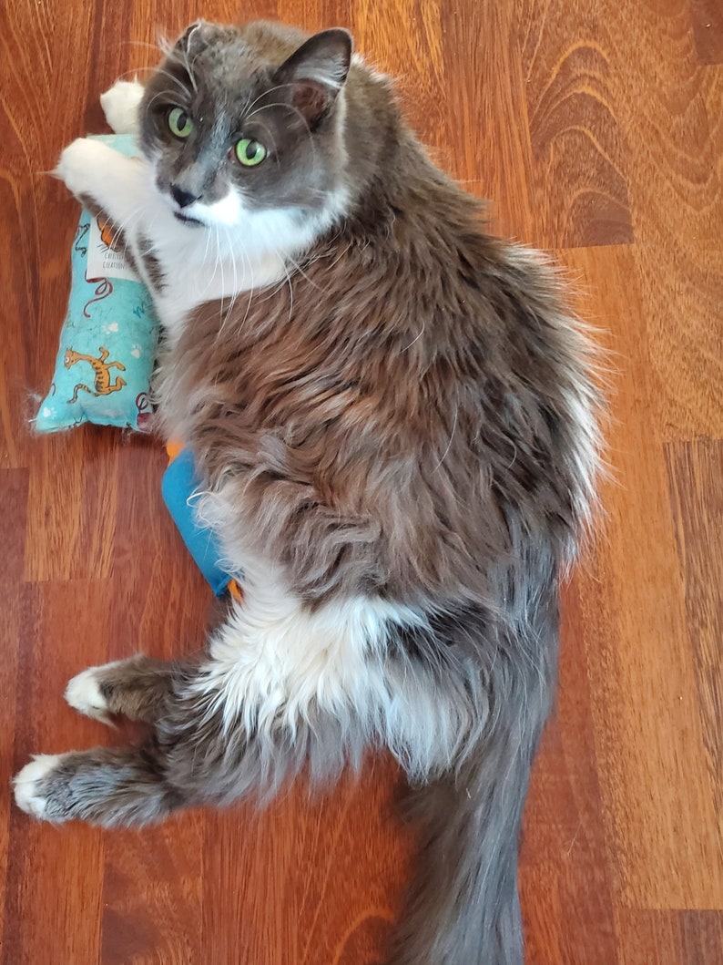 Puede incluir: Un gato gris y blanco con ojos verdes yace en un suelo de madera, sosteniendo un juguete azul para gatos. El gato tiene pelo largo y mira directamente a la c&aacute;mara. El juguete para gatos tiene un fondo azul con un estampado de tigre de dibujos animados.