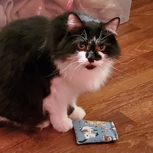 Puede incluir: Un gato blanco y negro de pelo largo est&aacute; sentado cerca de un peque&ntilde;o objeto rectangular de tela azul con un estampado floral y de gatos. El gato tiene ojos naranjas y mira al espectador. El fondo es un suelo de madera.