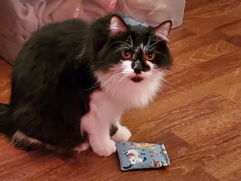 Puede incluir: Un gato blanco y negro de pelo largo est&aacute; sentado cerca de un peque&ntilde;o objeto rectangular de tela azul con un estampado floral y de gatos. El gato tiene ojos naranjas y mira al espectador. El fondo es un suelo de madera.