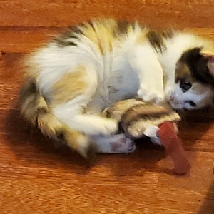 Puede incluir: Un peque&ntilde;o gatito calic&oacute; acurrucado en un suelo de madera, jugando con un juguete rojo. El gatito tiene parches de pelaje blanco, marr&oacute;n y negro. El juguete es un objeto peque&ntilde;o, rojo y marr&oacute;n.
