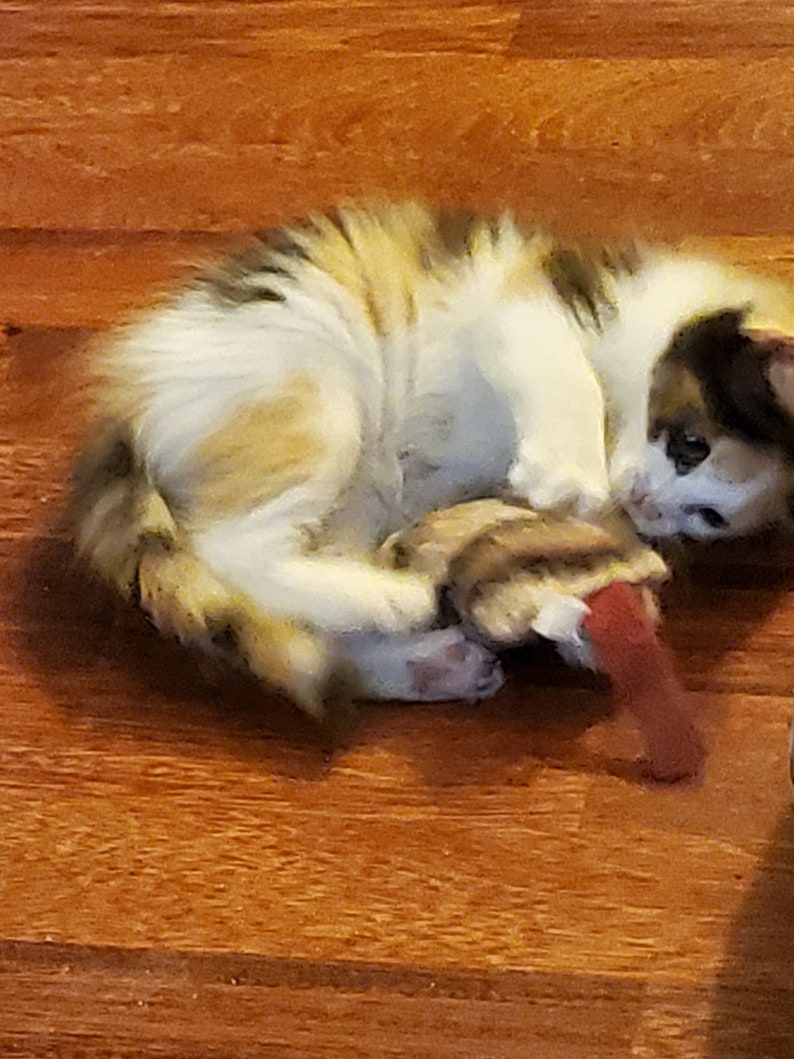 Puede incluir: Un peque&ntilde;o gatito calic&oacute; acurrucado en un suelo de madera, jugando con un juguete rojo. El gatito tiene parches de pelaje blanco, marr&oacute;n y negro. El juguete es un objeto peque&ntilde;o, rojo y marr&oacute;n.