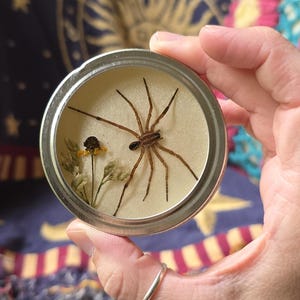 Wolf Spider Display