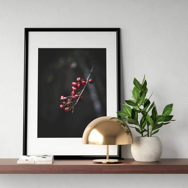 Red Berries - Large Photo Print, Nature Photography, Wall Art