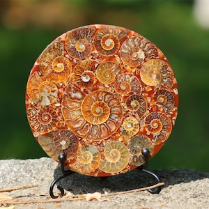 May include: A round, polished ammonite fossil with a spiral pattern of brown and orange colors. The fossil is displayed on a black metal stand.