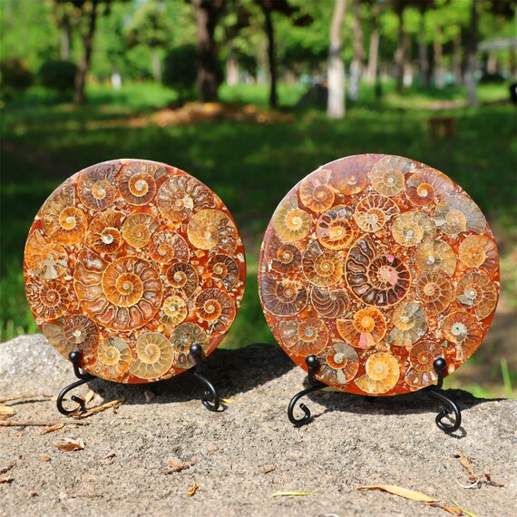 Zerodeko 2sets Ammonite Specimen Decorative Ornaments For Classroom