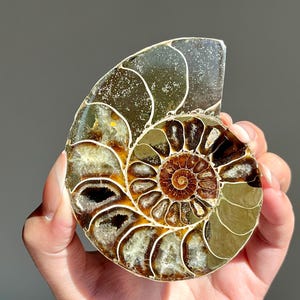 May include: A polished ammonite fossil, showcasing a spiral pattern with shades of brown, gold, and cream. The fossil's chambers are visible, and the outer shell has a translucent quality. The specimen is held against a neutral background.