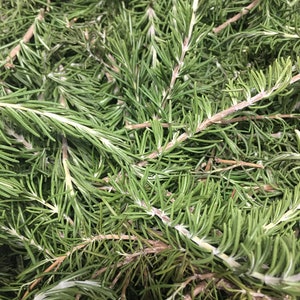 Dried Rosemary Stems - Please read description.