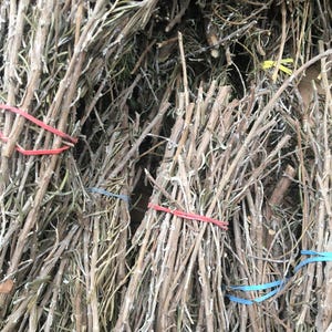 Dried Rosemary Stick Bundles + 1 free bundle with any bundle purchase