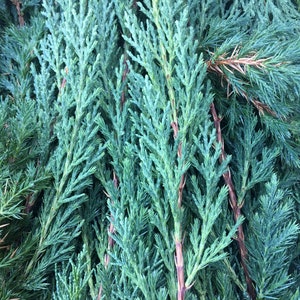 Dried Juniper Stems/Tips/Pieces